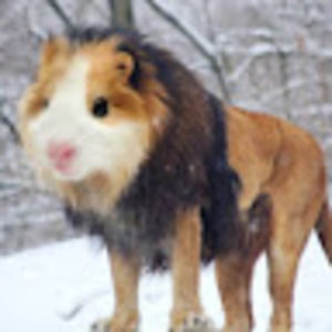 Meet your Posher, Bo